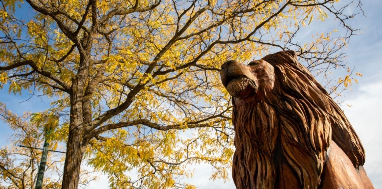 Wood carving of a lion looking up to the sky. 